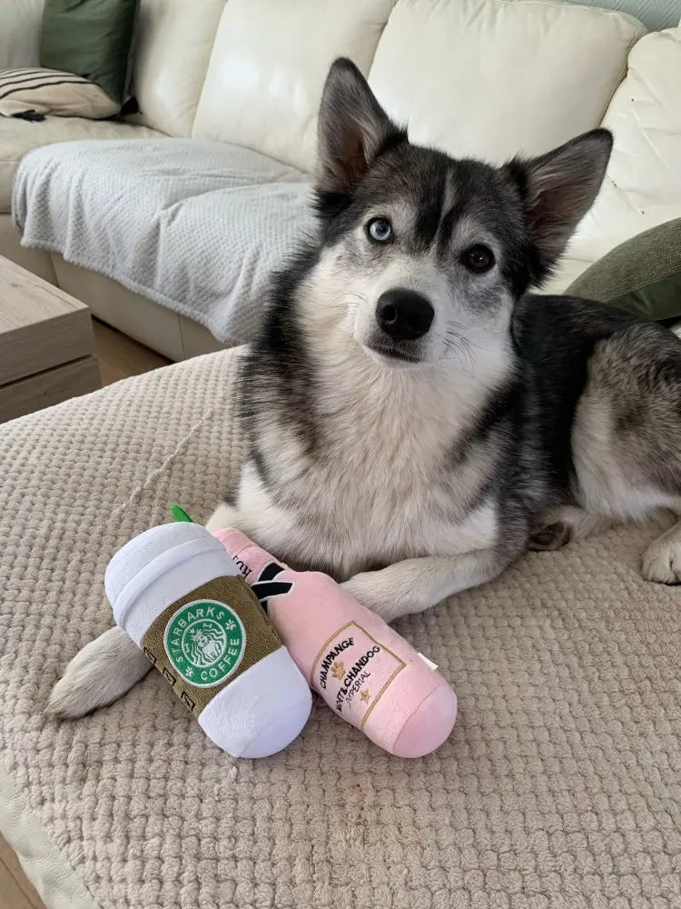 Squeaky Pet Toys
