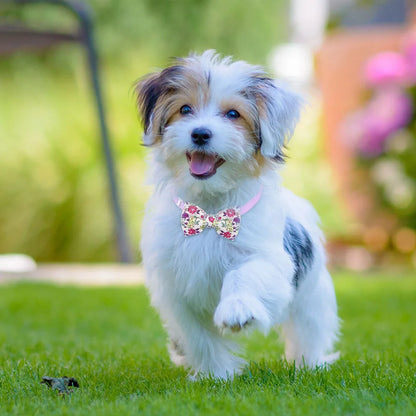 Pet Bowties - 50 pack