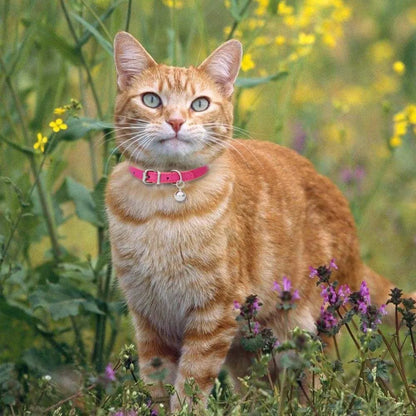 Pet Collar with Bell