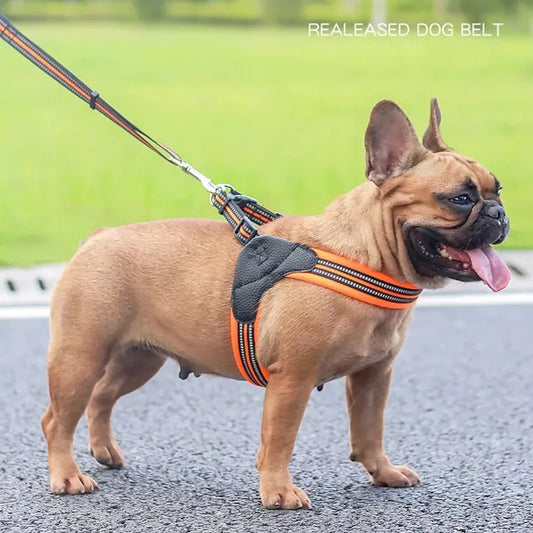 Pet Dog Harness and Leash