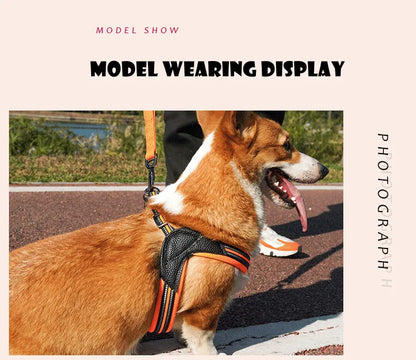 Pet Dog Harness and Leash